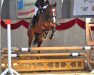 jumper Flummi (Hanoverian, 2004, from Forrester)