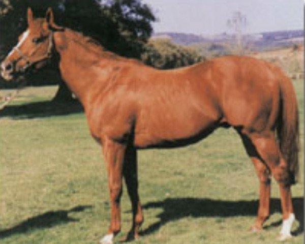 stallion Barnato xx (Thoroughbred, 1987, from El Gran Senor xx)