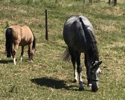 jumper Colino 35 (Westphalian, 2011, from Cornado NRW)