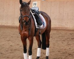 jumper Mama's Cantaloupe (Belgian Warmblood, 2008, from Connery)