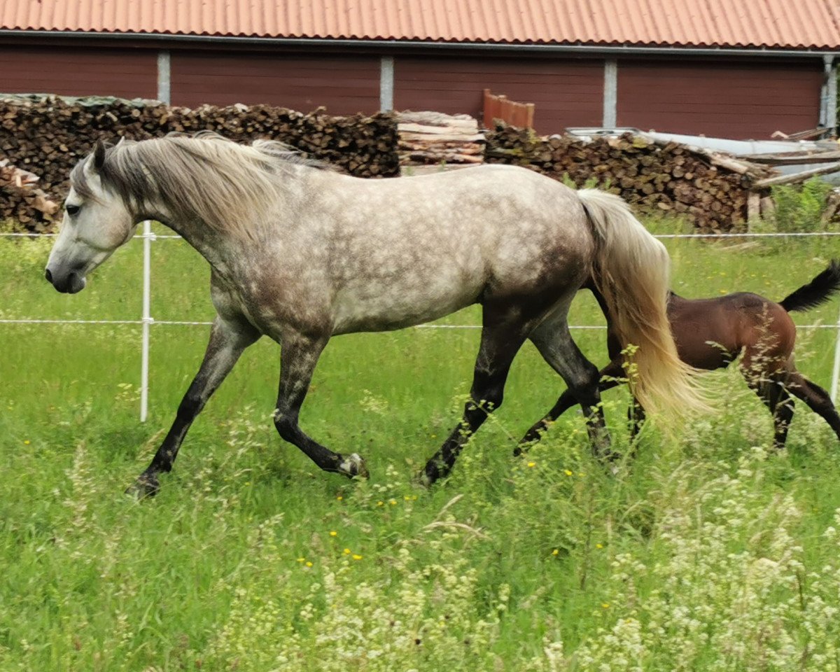 dressage horse Beechtree Snow Fairy (Connemara Pony, 2014, from I Love You Melody)