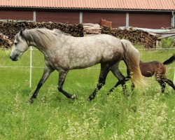 Dressurpferd Beechtree Snow Fairy (Connemara-Pony, 2014, von I Love You Melody)