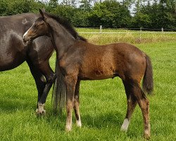 dressage horse Ein Stern WF (Westphalian, 2019, from Escamillo)