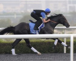 stallion Mendip xx (Thoroughbred, 2007, from Harlan's Holiday xx)