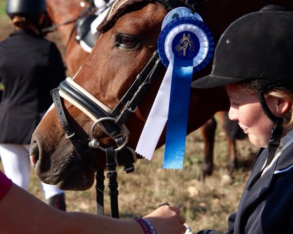 Dressurpferd Floraunce (Deutsches Reitpony, 2014, von New Delight)