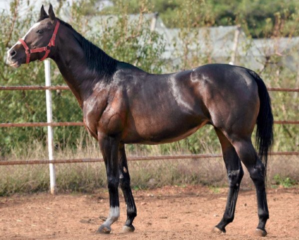 stallion Mehmet Bora xx (Thoroughbred, 2002, from Revoque xx)