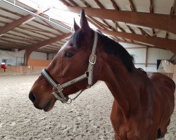 jumper Leticia W 2 (Hessisches Warmblut, 2001, from Le Coeur)