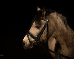 dressage horse Payala Wirbelwind (German Riding Pony, 1998, from Costa)