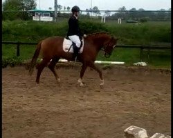 dressage horse Wincent v.L. (Württemberger, 2007, from Worldly I)