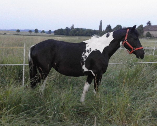 broodmare Spotted One and Only (Pinto / Small Riding Horse, 2013, from Oki Doki)