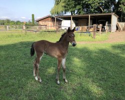 Springpferd Diallo M (Westfale, 2019, von Dembelé L)