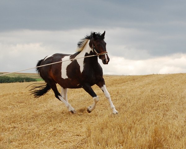 dressage horse Celine (Saxony-Anhaltiner, 2000)