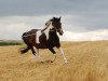 dressage horse Celine (Saxony-Anhaltiner, 2000)