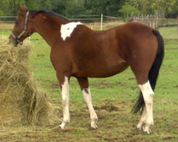 broodmare Shandra (Saxony-Anhaltiner, 1995, from Sambuco B)