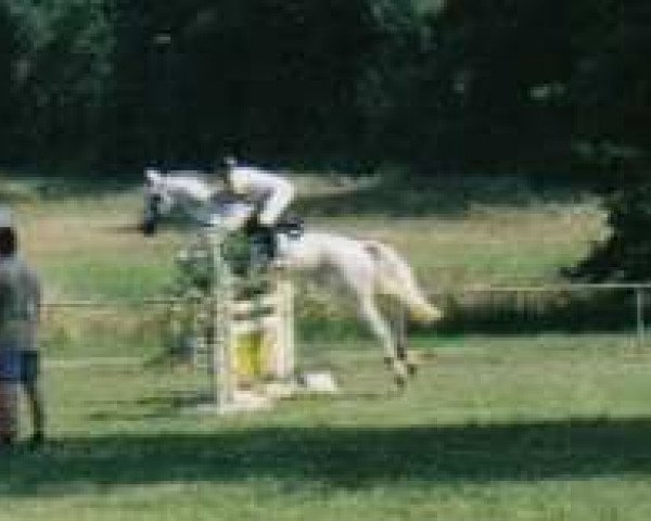 horse Coming Star (Hessian Warmblood, 1990, from Coriolan)