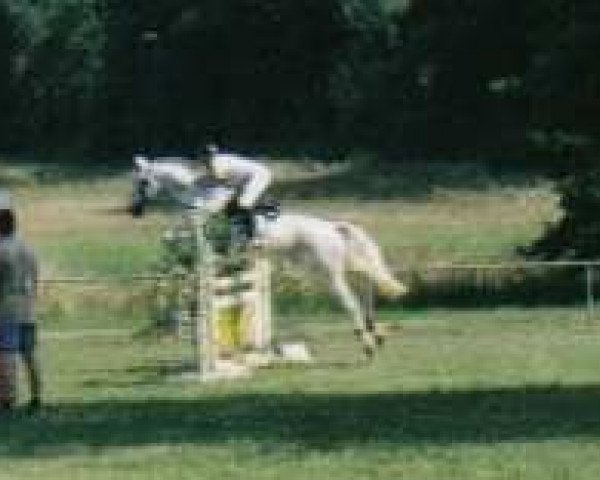 Pferd Coming Star (Hessisches Warmblut, 1990, von Coriolan)