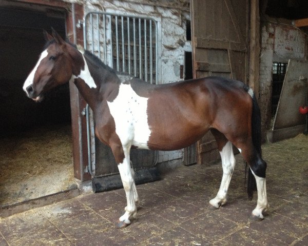 broodmare Spotted Joy (Pinto with riding horses pedigree, 2006, from Stilett)