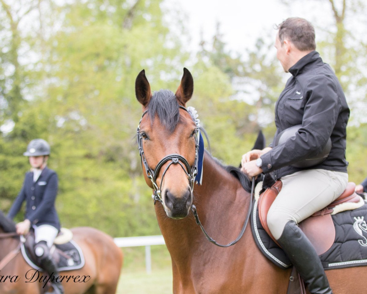 jumper Rainbow du Peca CH (Swiss Warmblood, 2013, from Reichsgraf)