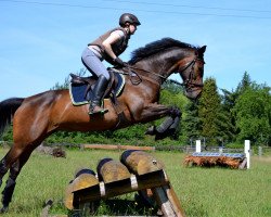 Springpferd Colinda S (KWPN (Niederländisches Warmblut), 2007, von Sam R)