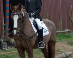 horse Balu (German Riding Pony, 1992, from Navajo)