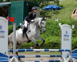 dressage horse Taranto 13 (Pura Raza Espanola (PRE), 2009, from Senado)