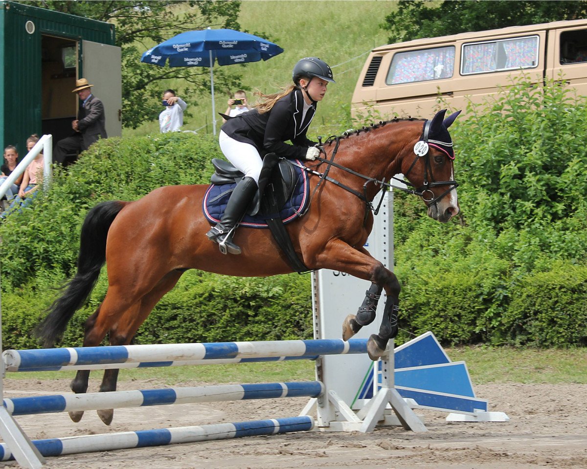 Dressurpferd Awesome San Badger (Quarter Horse, 2000, von Col Awesome Socks)