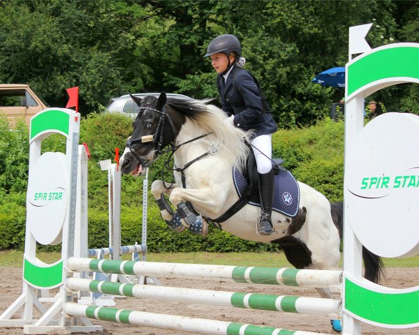 Deckhengst Schecki (Shetland Pony,  , von Thilo)