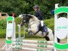 Deckhengst Schecki (Shetland Pony,  , von Thilo)