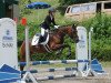 jumper M. D'S Momo (German Riding Pony, 2008, from Olympic H)