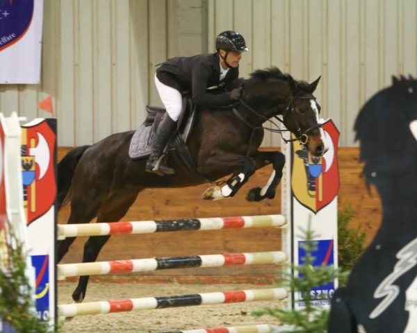 Springpferd Himalaya of The Huts (KWPN (Niederländisches Warmblut), 2012, von Balou du Rouet)