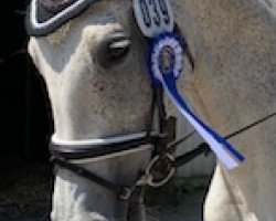 dressage horse Tubonnet Caribienne (Holsteiner, 2003, from Chalan)