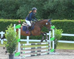 jumper Quentin 90 (Oldenburg show jumper, 2007, from Quidam de Revel)