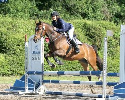 Dressurpferd Geronimo 702 (Deutsches Reitpony, 2009, von FS Golden Highlight)