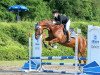 dressage horse Don Diabolo 14 (Hanoverian, 2007, from Don Frederico)