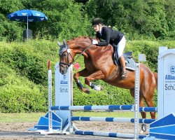 dressage horse Don Diabolo 14 (Hanoverian, 2007, from Don Frederico)