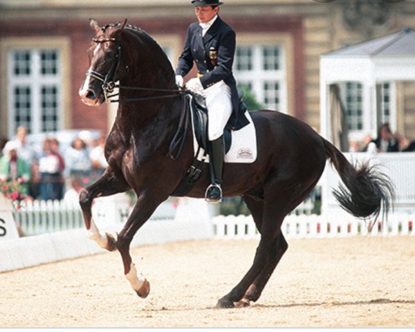 stallion Donnerhall (Oldenburg, 1981, from Donnerwetter)