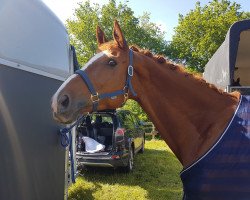 jumper Carla (German Warmblood, 2009, from Cracker Jack 10)