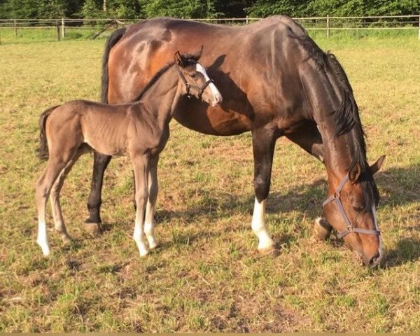 broodmare Rubina Pearl (Hanoverian, 2006, from Rascalino)