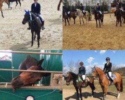 dressage horse O`malley (German Riding Pony, 2012, from Ombri B)