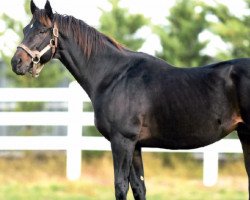 stallion El Corredor xx (Thoroughbred, 1997, from Mr. Greeley xx)