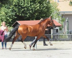 stallion Hiro CH (Freiberger, 2004, from Hâtif)