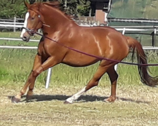 dressage horse Bibiana (Hanoverian, 2016, from Belissimo NRW)