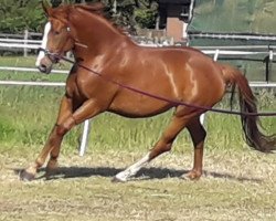 dressage horse Bibiana (Hanoverian, 2016, from Belissimo NRW)