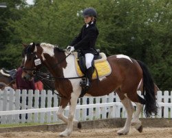 jumper Dakota (Irish horse, 2019)