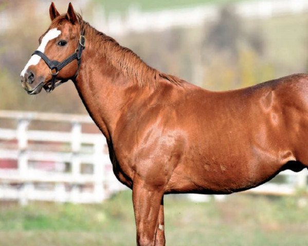 stallion Cuvee (Thoroughbred, 2001, from Carson City xx)