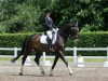 dressage horse Contico 3 (Oldenburg show jumper, 2006, from Contifax)