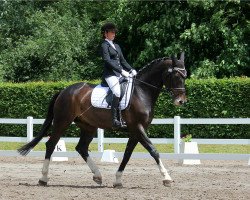 dressage horse Contico 3 (Oldenburg show jumper, 2006, from Contifax)