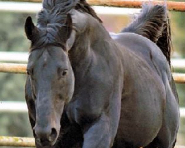 stallion Country Reel xx (Thoroughbred, 2000, from Danzig xx)