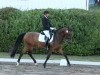 dressage horse Quivive 11 (Hanoverian, 2006, from Quite Capitol)