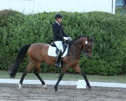 dressage horse Quivive 11 (Hanoverian, 2006, from Quite Capitol)